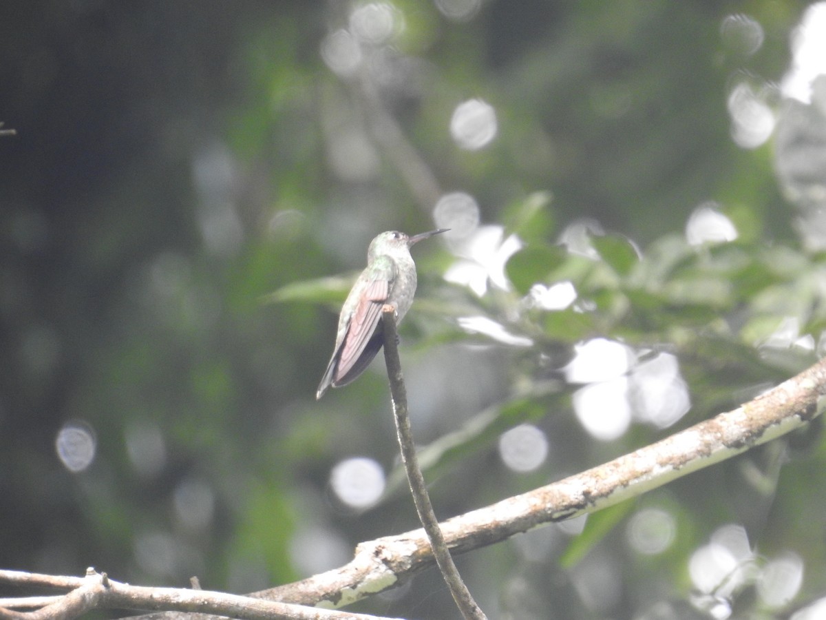 Scaly-breasted Hummingbird - ML644748256