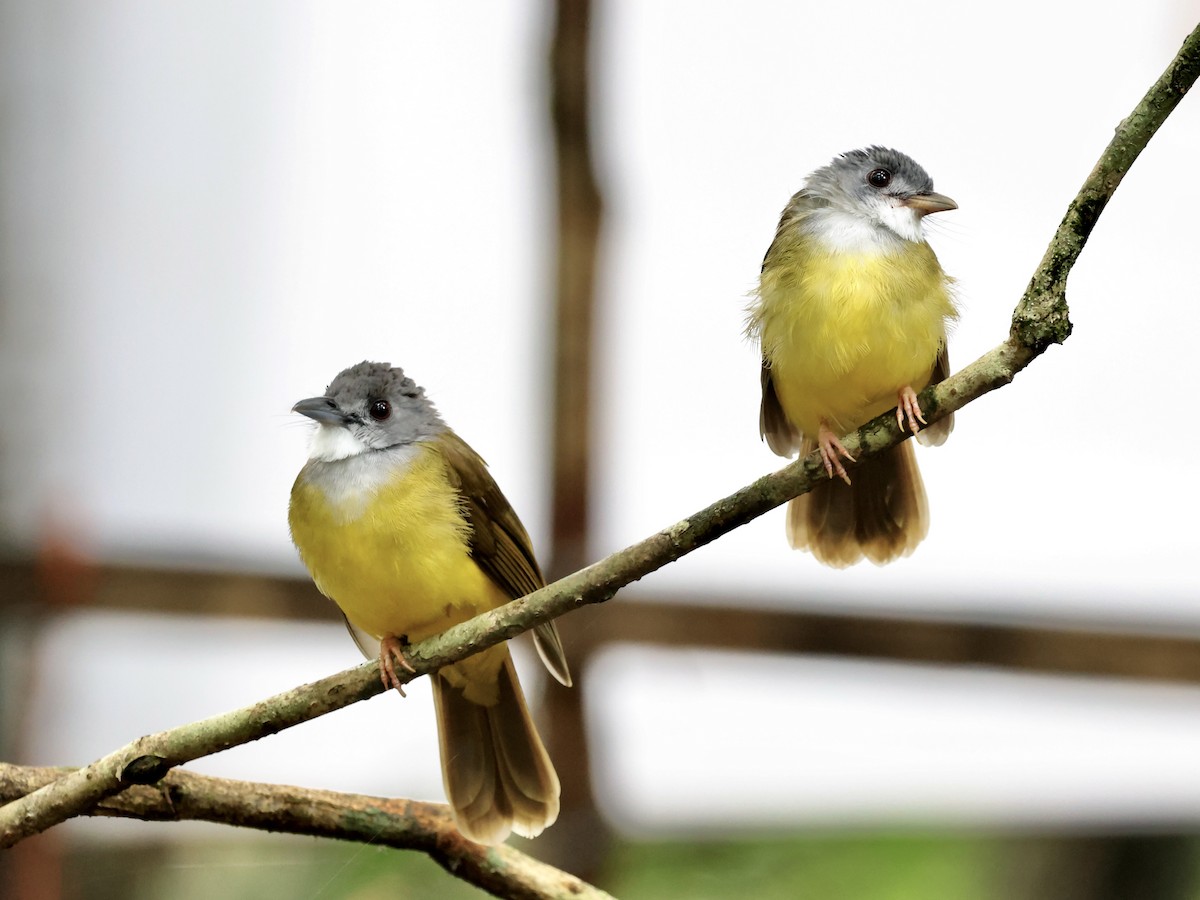 Yellow-bellied Bulbul - ML644748258