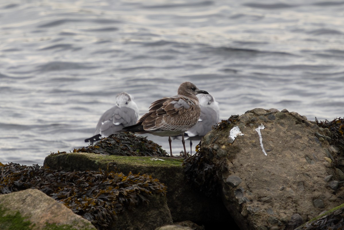 Laughing Gull - ML644748268
