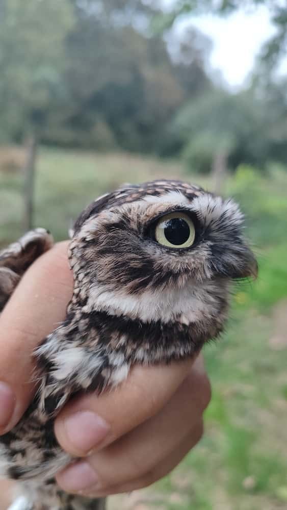 Сич хатній - ML644748273