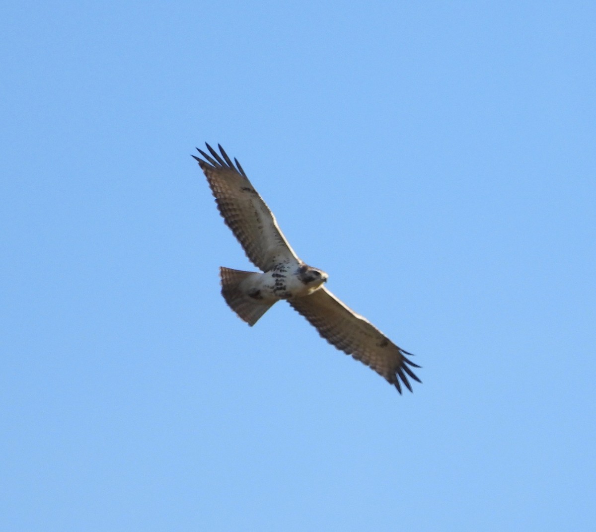 Red-tailed Hawk - ML644748303