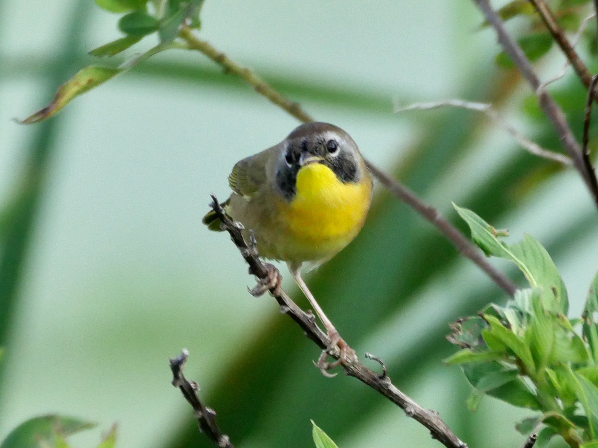 nordgulstrupe - ML644748308