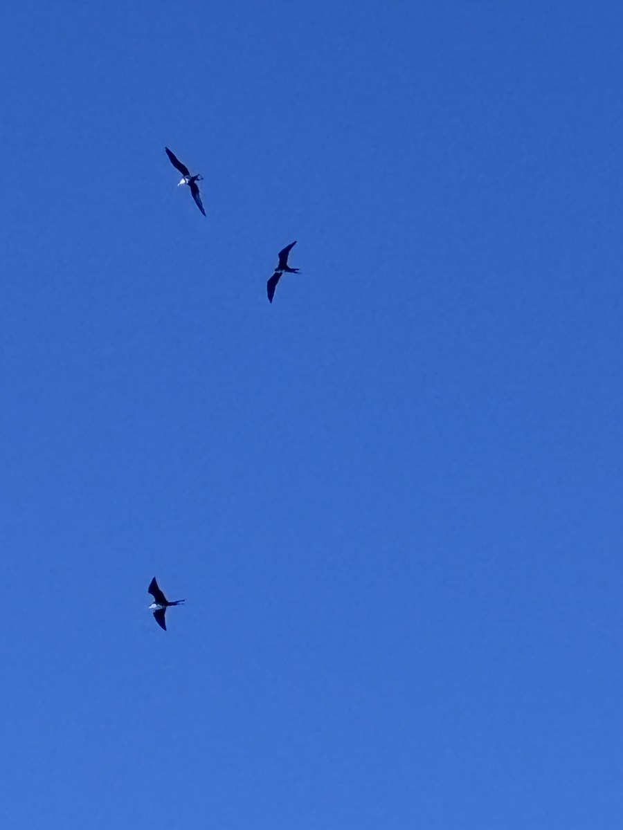 praktfregattfugl - ML644748362