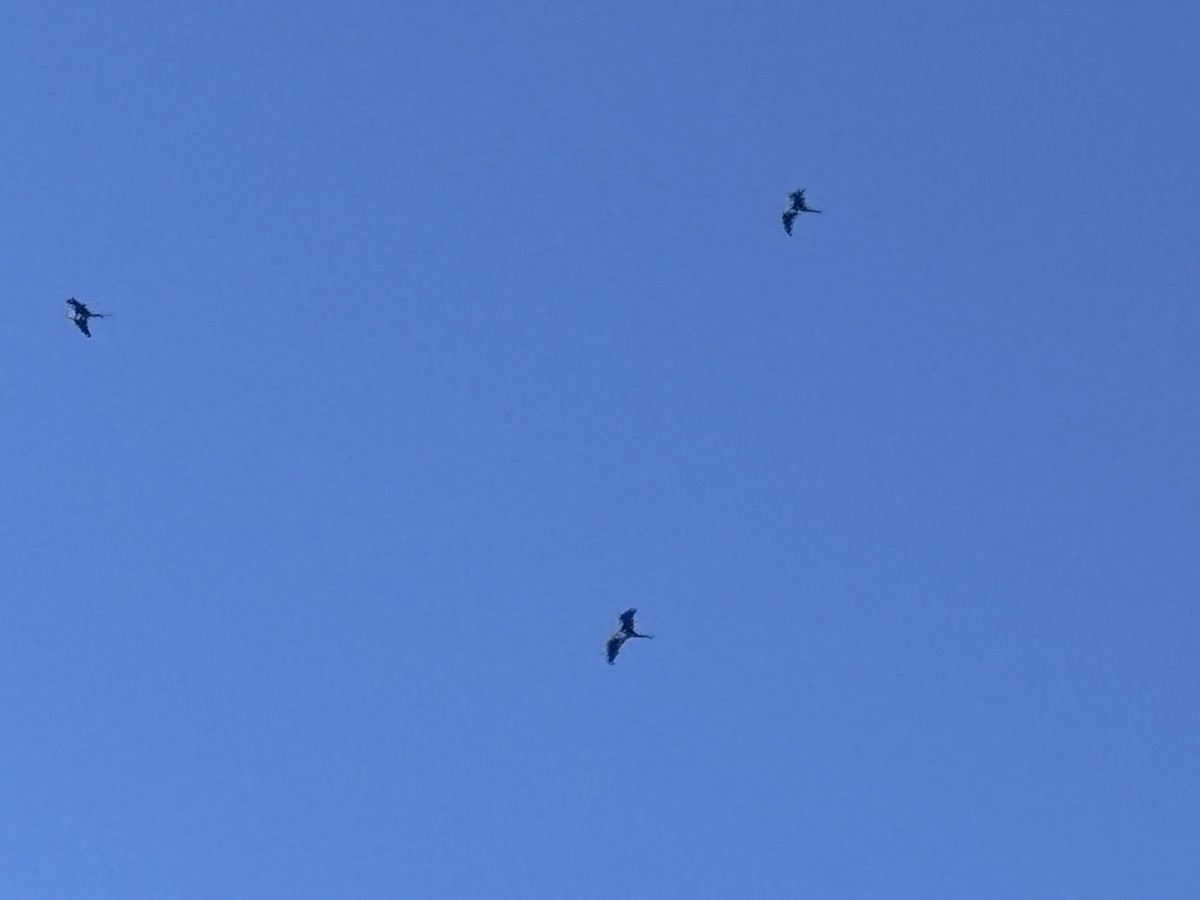 praktfregattfugl - ML644748363