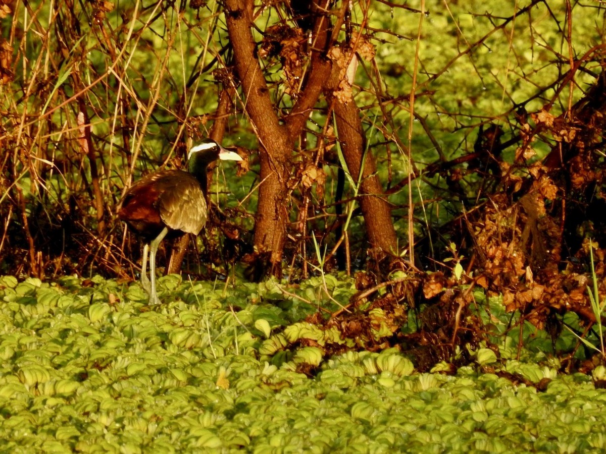 Bronze-winged Jacana - ML644748377