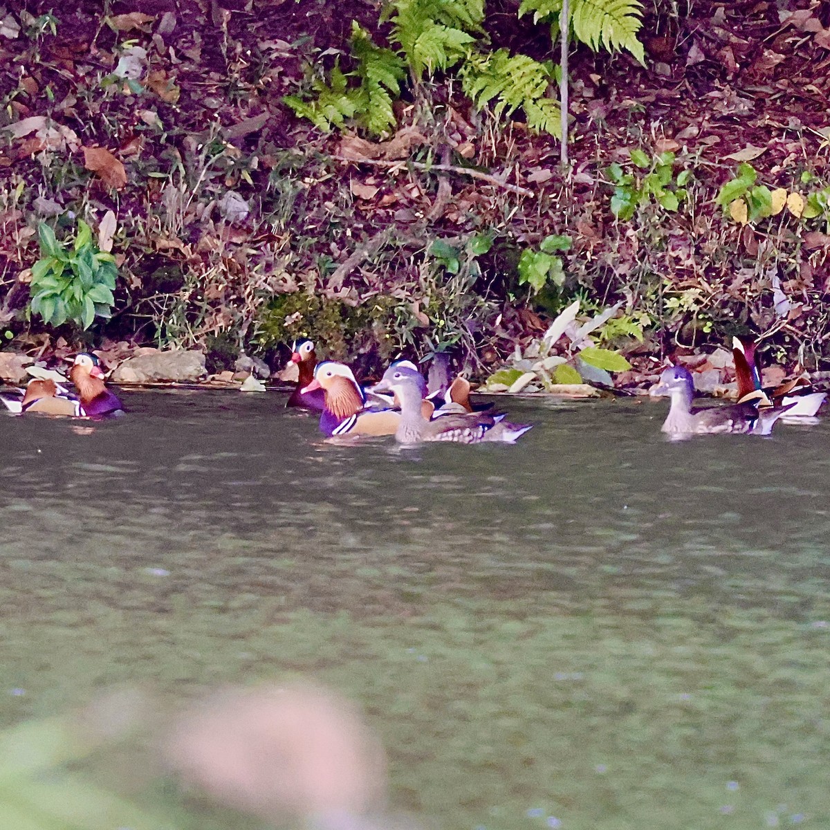 Мандаринка - ML644748379