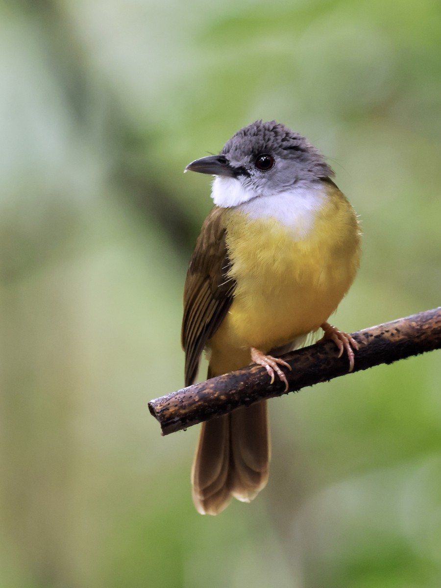 Yellow-bellied Bulbul - ML644748392