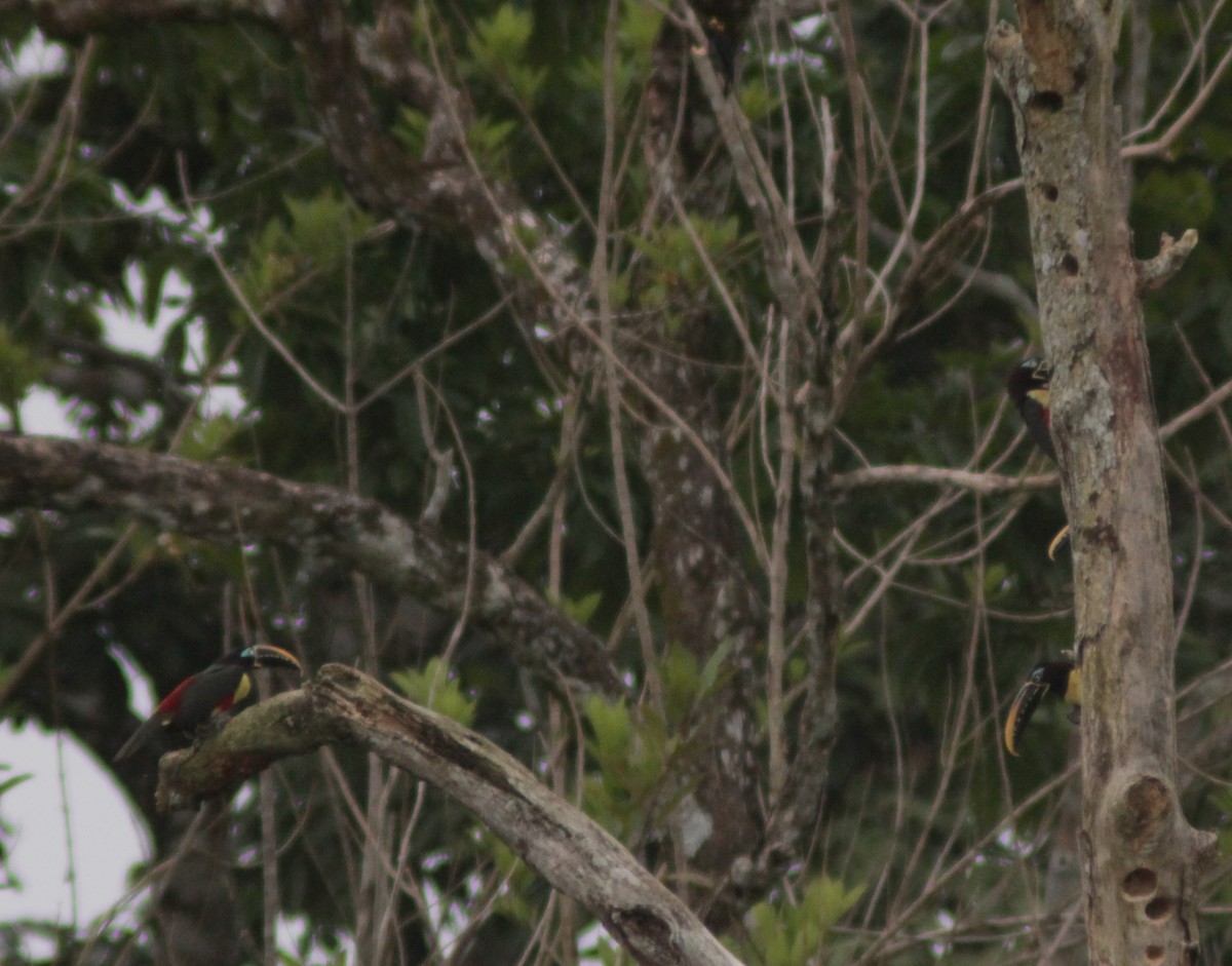 Araçari à oreillons roux - ML644748410