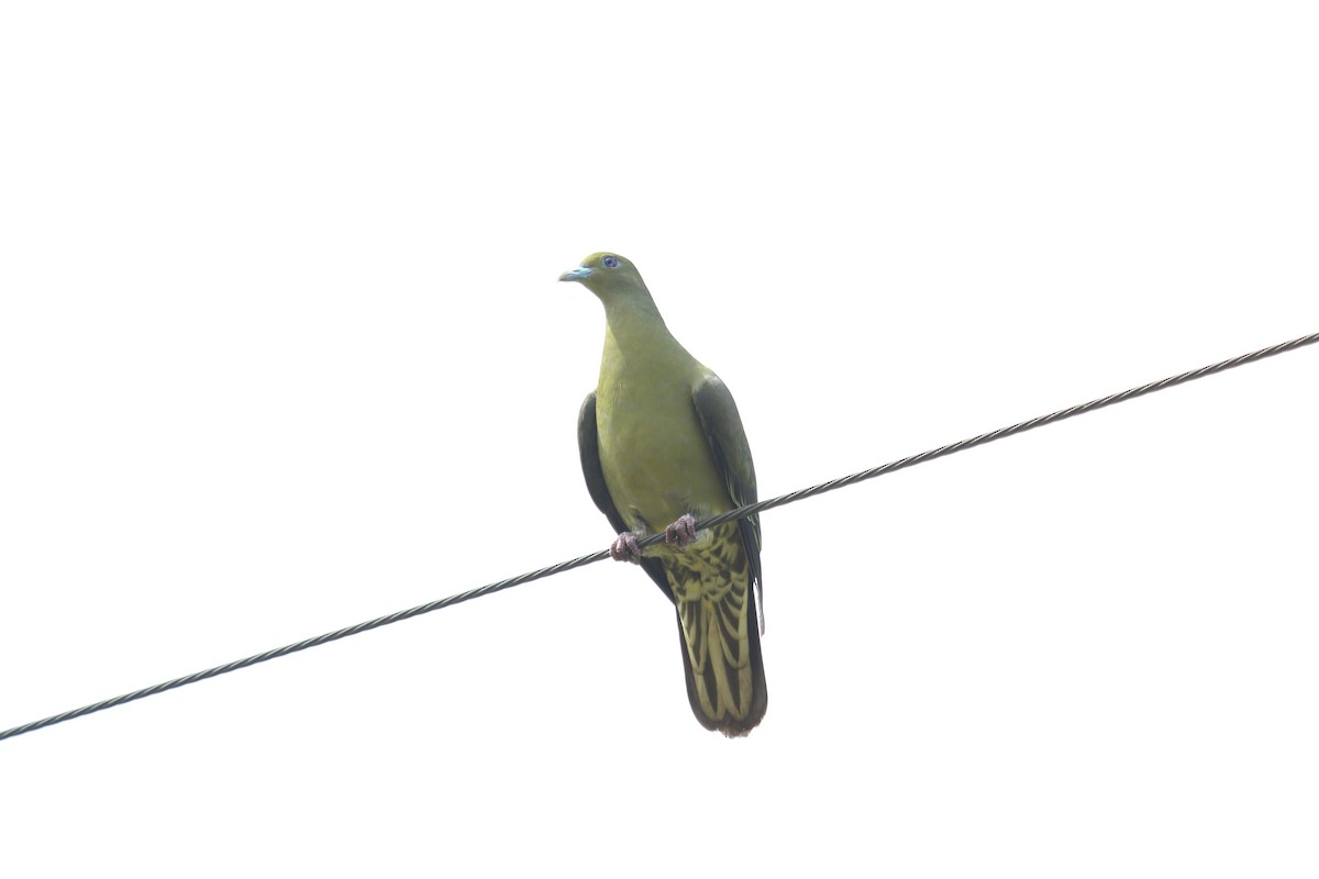 Whistling Green-Pigeon - ML644748411