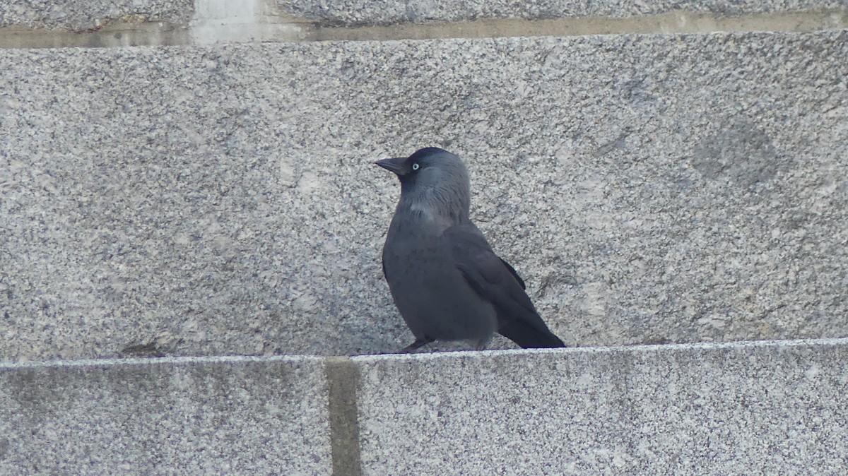 Choucas des tours - ML644748416