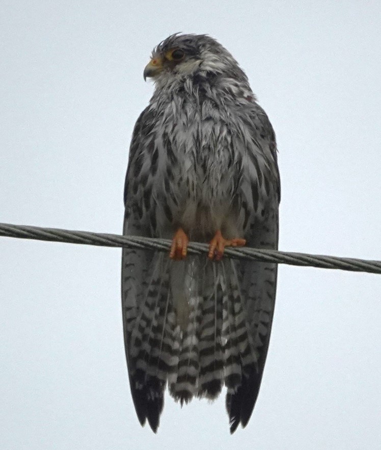 Amur Falcon - ML644748422