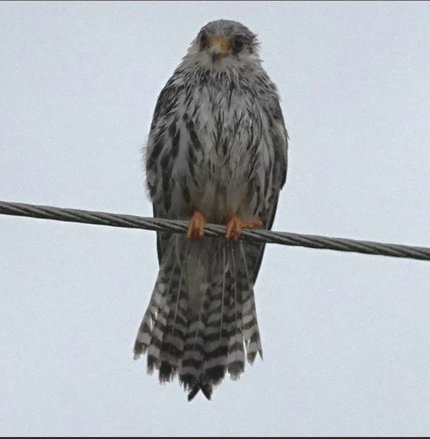 Amur Falcon - ML644748423