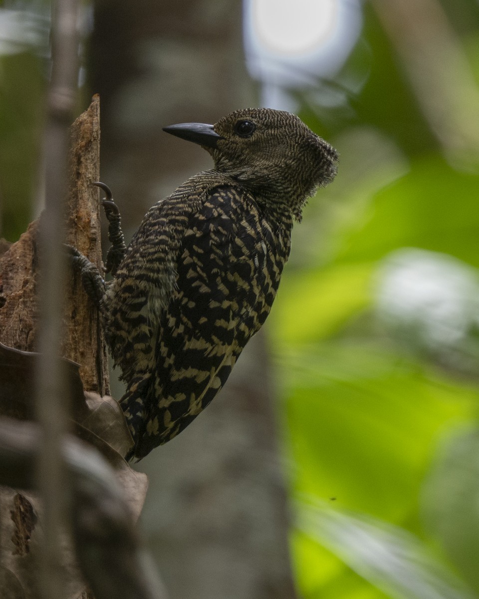 ヒメカレハゲラ - ML644748438