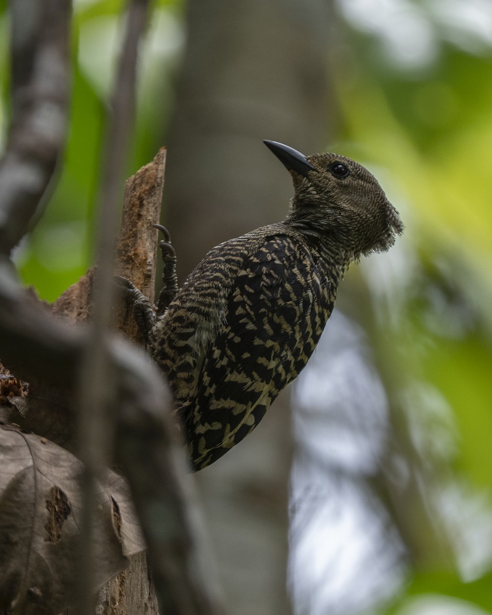 ヒメカレハゲラ - ML644748439