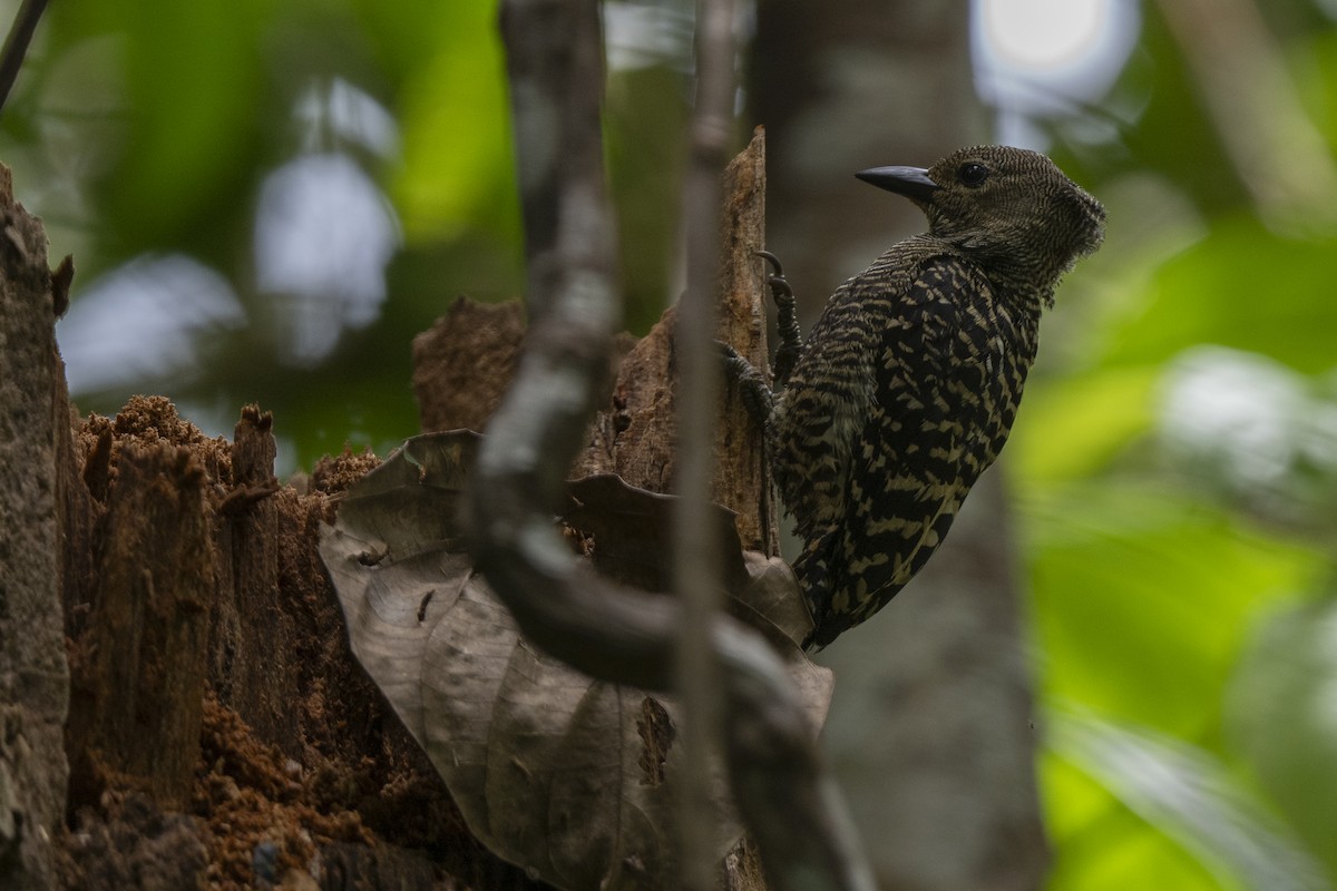 ヒメカレハゲラ - ML644748440