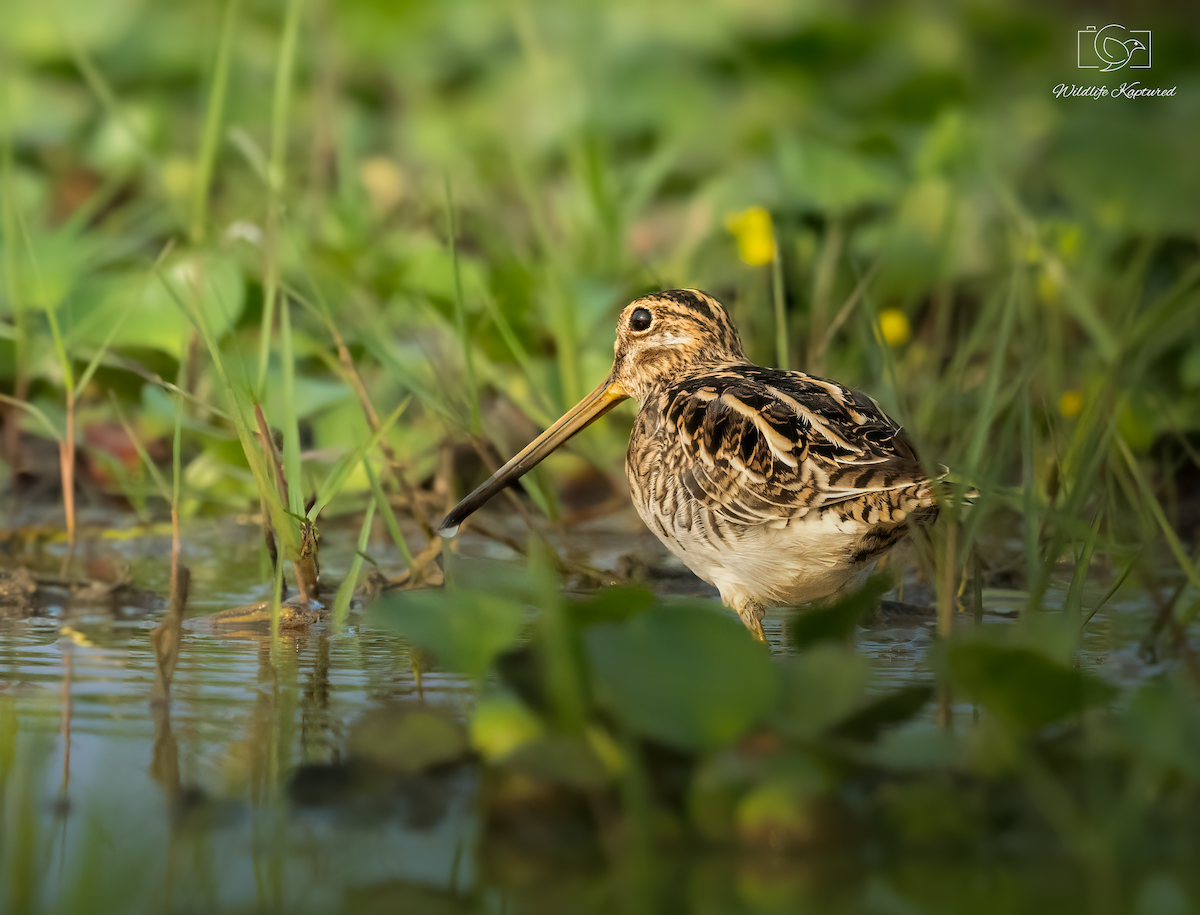 Agachadiza Común - ML644748453