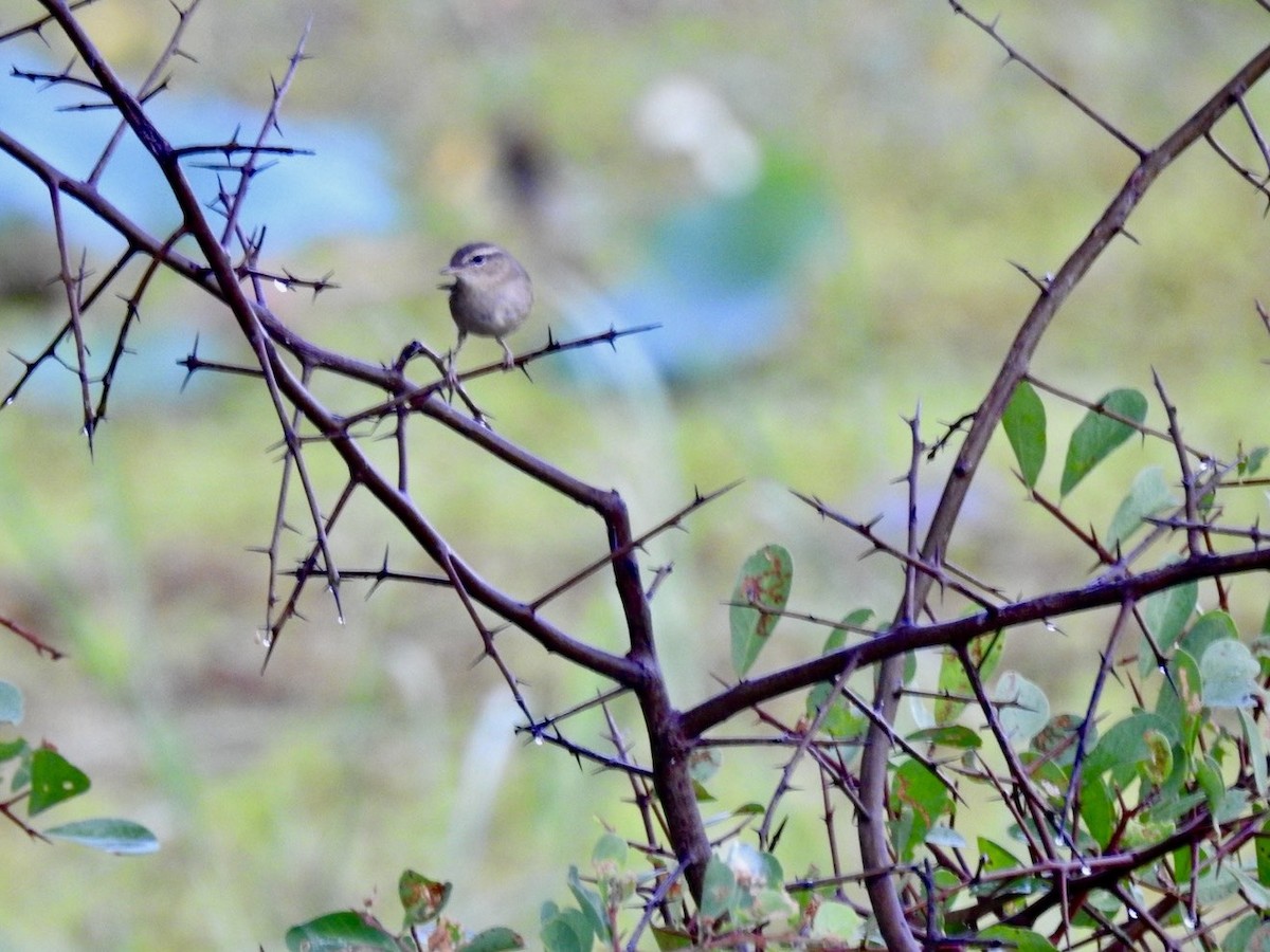 עלווית כהה - ML644748465