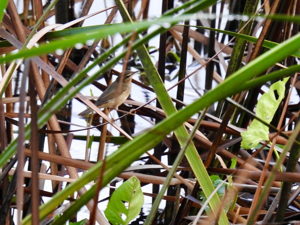 עלווית כהה - ML644748466