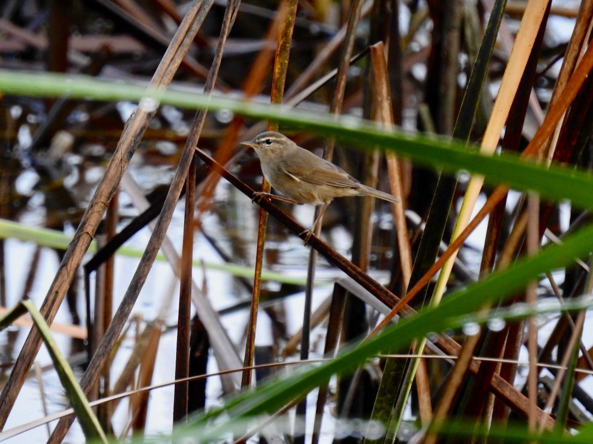 עלווית כהה - ML644748467