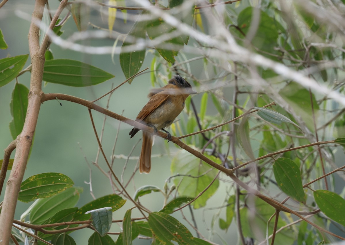 Chestnut-crowned Becard - ML644748521