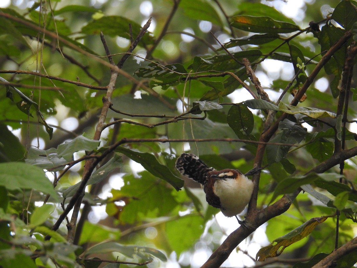 Rufous-backed Wren - ML644748533