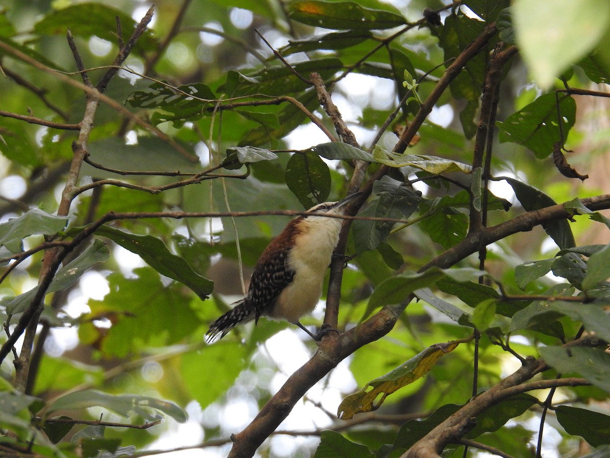 Rufous-backed Wren - ML644748534