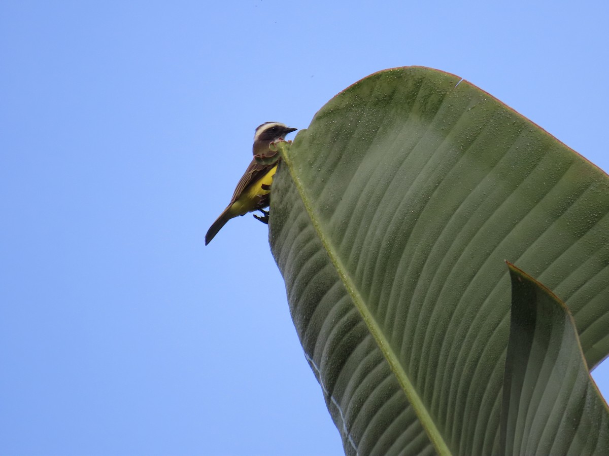 Sosyal Tiran - ML644748535