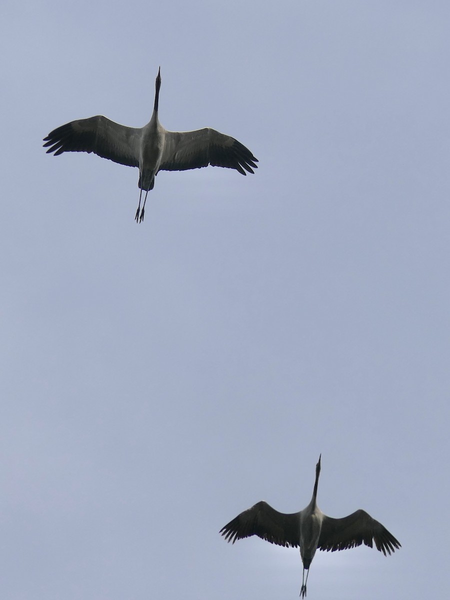 jeřáb popelavý - ML644748536