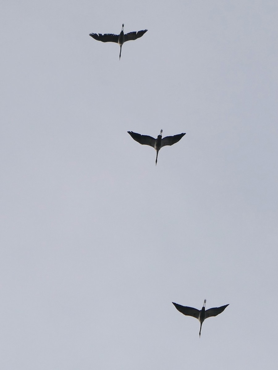 jeřáb popelavý - ML644748538