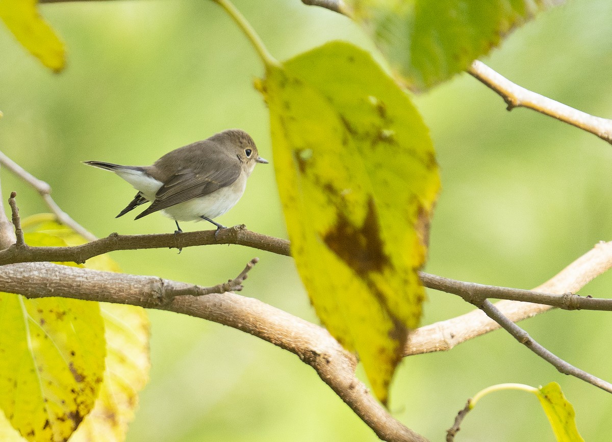 Red-breasted Flycatcher - ML644748539