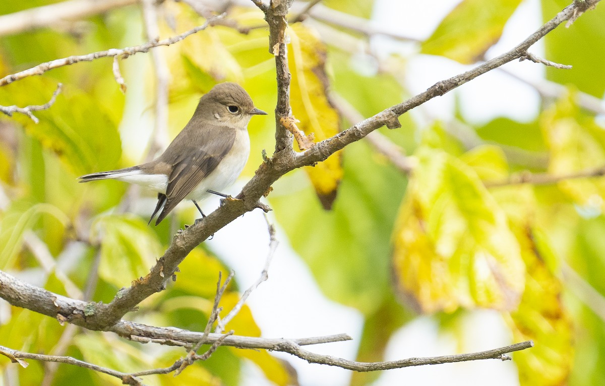 Red-breasted Flycatcher - ML644748540