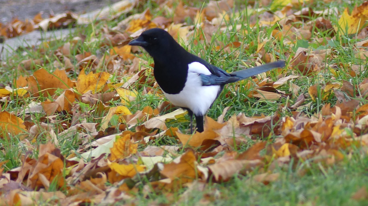 Pie bavarde (groupe pica) - ML644748542