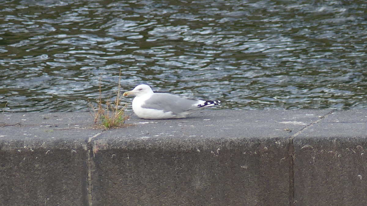 Goéland argenté - ML644748557