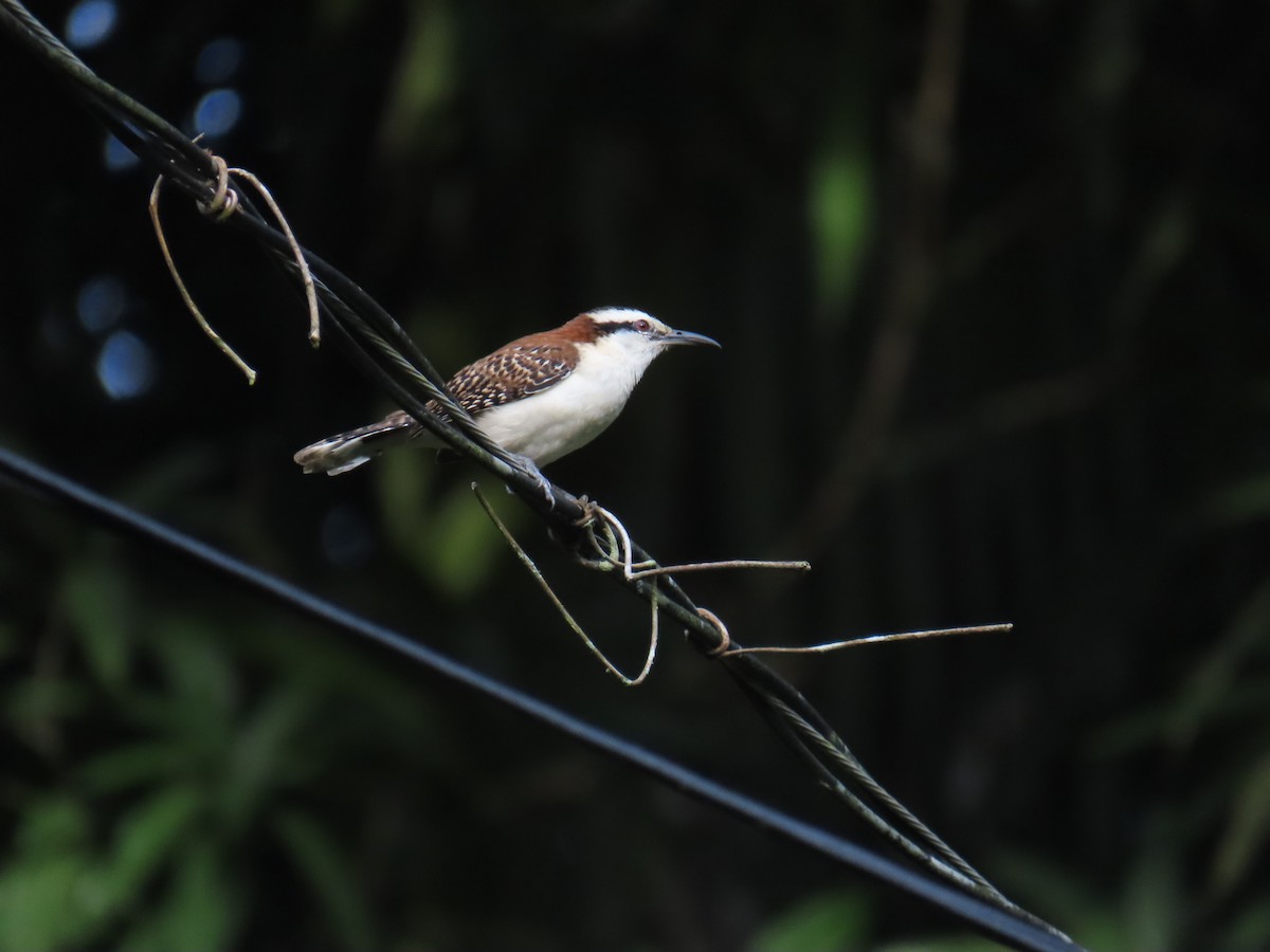 Rufous-backed Wren - ML644748574