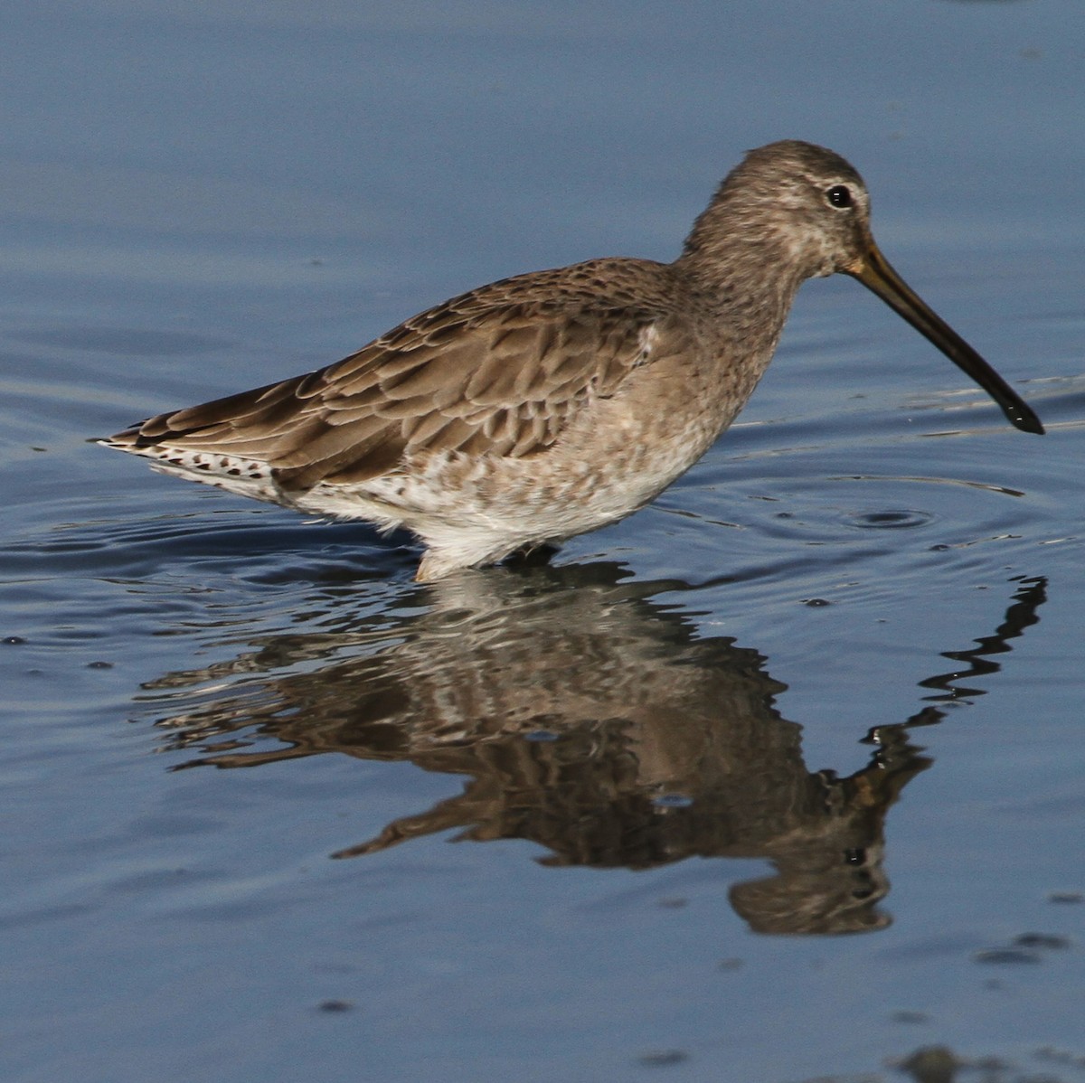 Bécassin à long bec - ML644748580