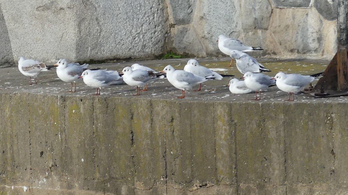 Mouette rieuse - ML644748581