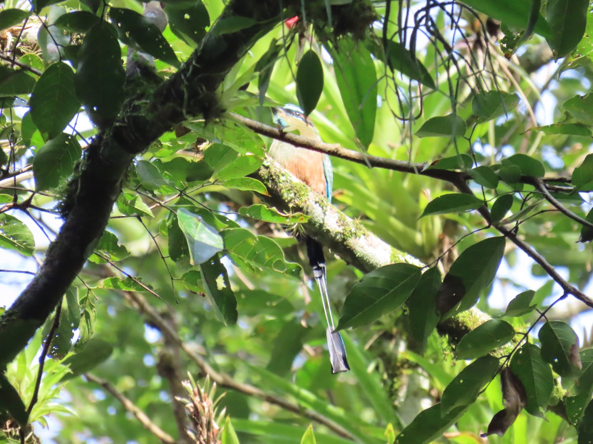 Turquoise-browed Motmot - ML644748604