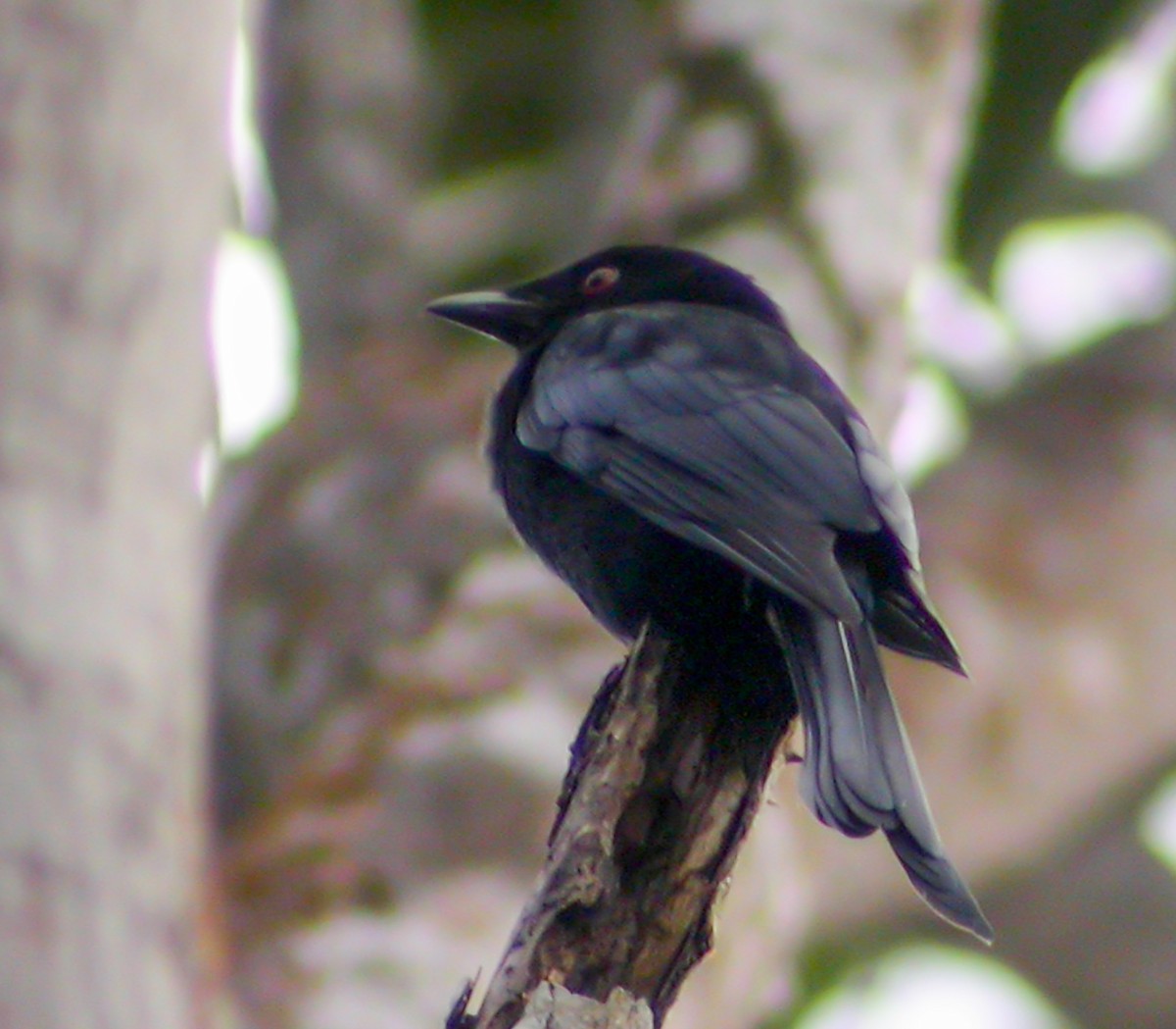 Velvet-mantled Drongo (Principe) - ML644748611