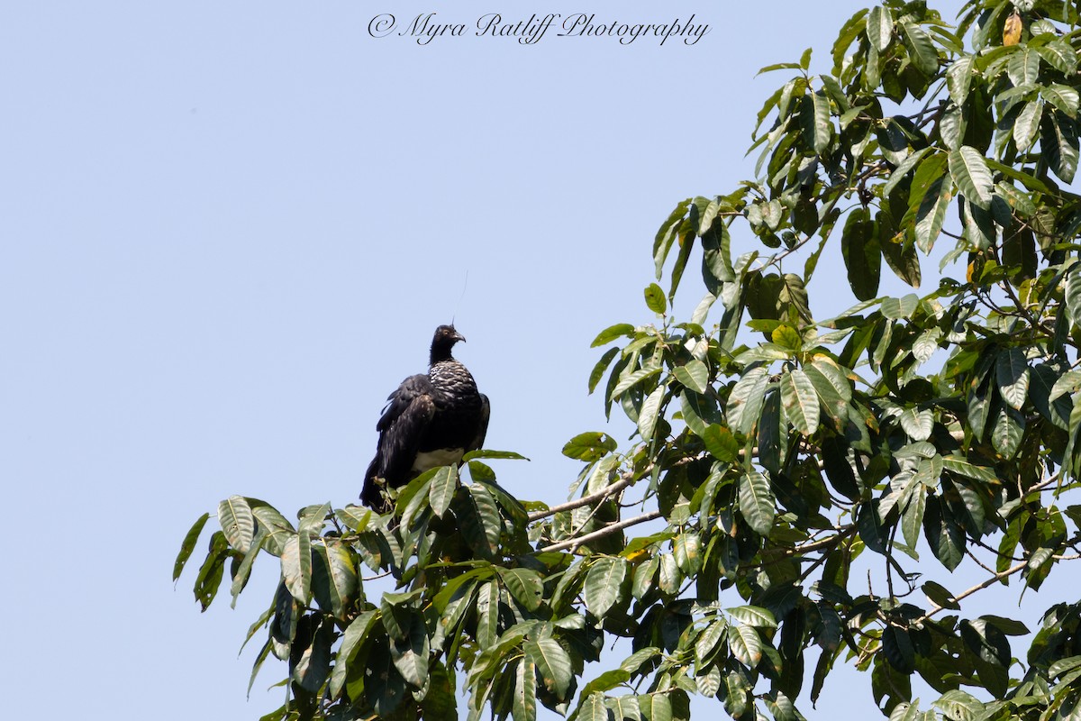 kamiš růžkatý - ML644748623