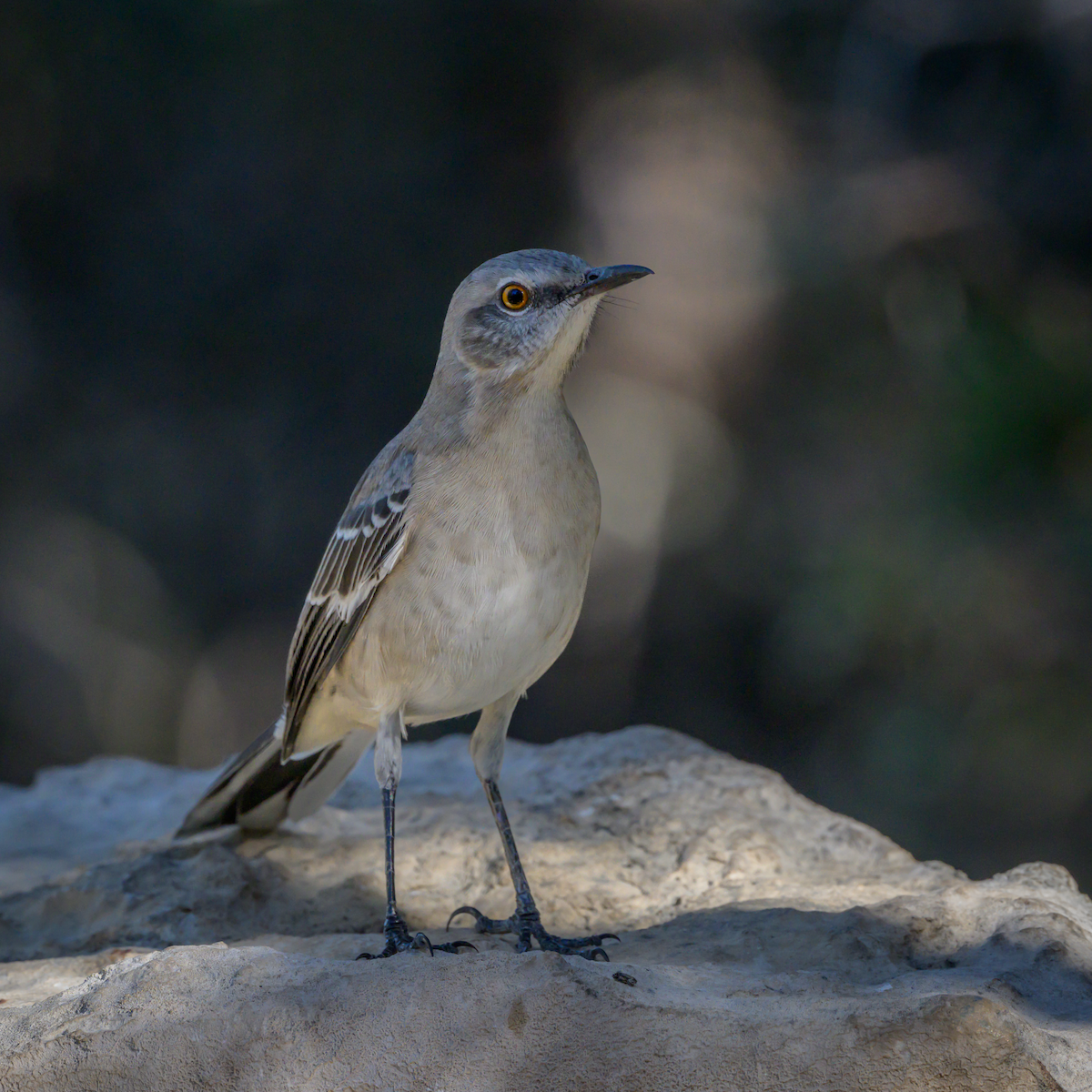 Northern Mockingbird - ML644748631