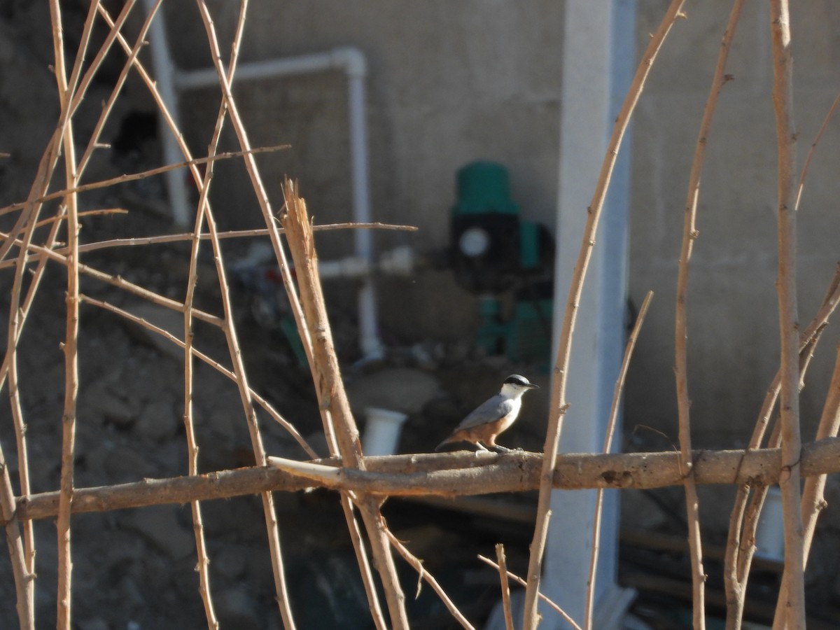 Eastern Rock Nuthatch - ML644748649