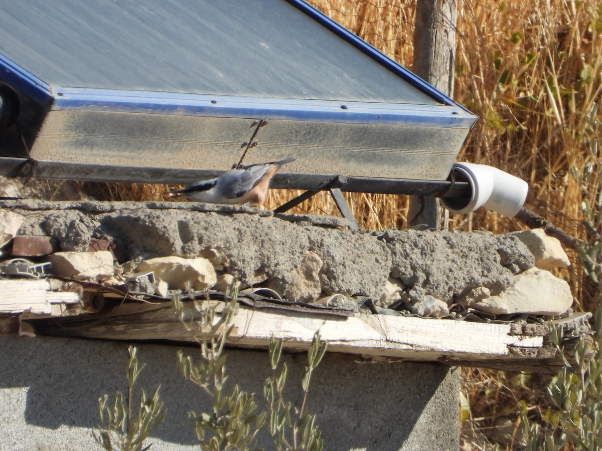 Eastern Rock Nuthatch - ML644748650