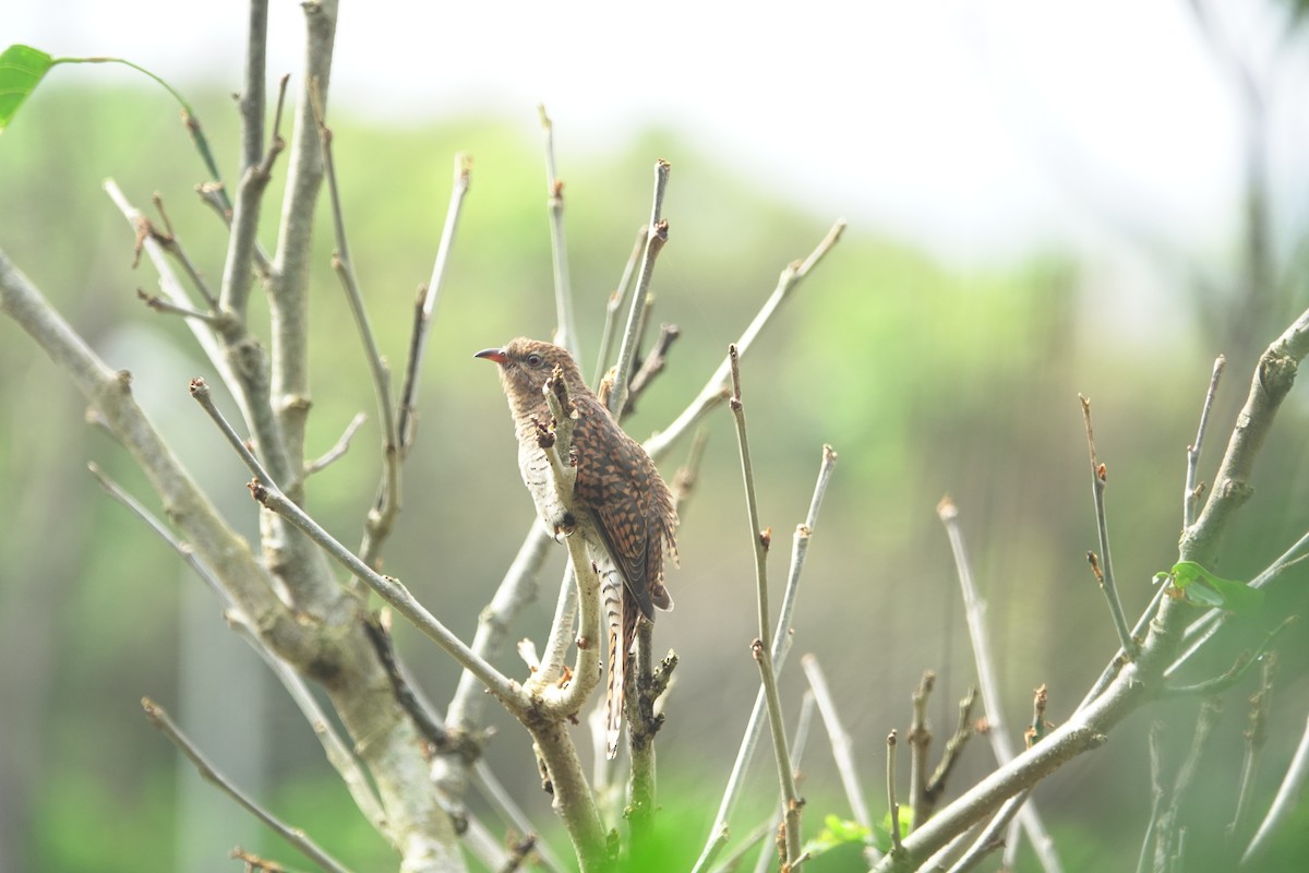 ヒメカッコウ - ML644748662