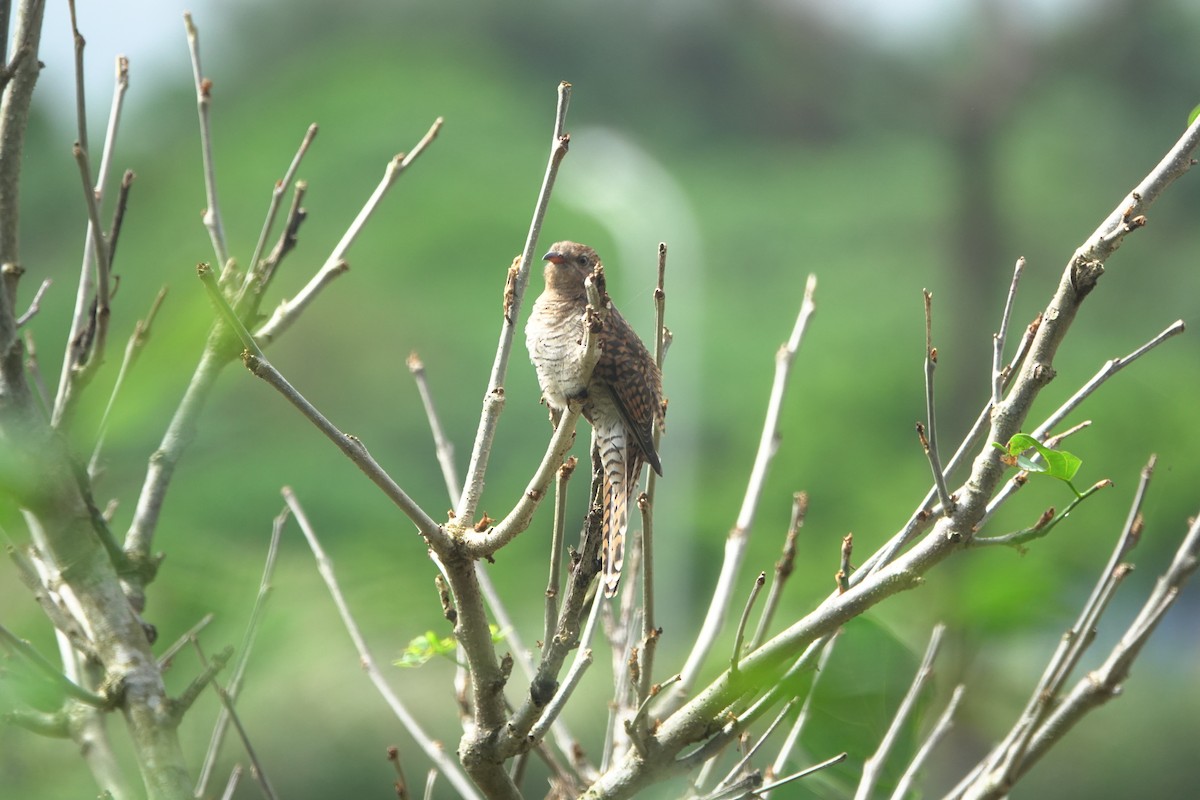 ヒメカッコウ - ML644748664