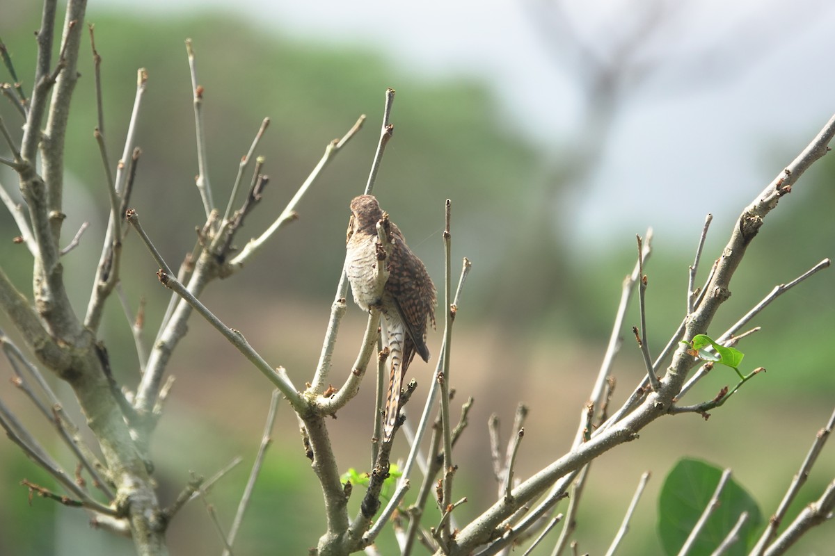 ヒメカッコウ - ML644748665