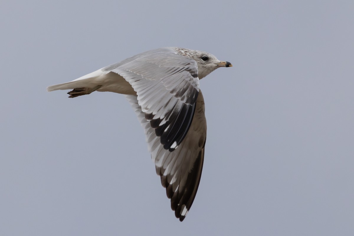 Ring-billed Gull - ML644748667