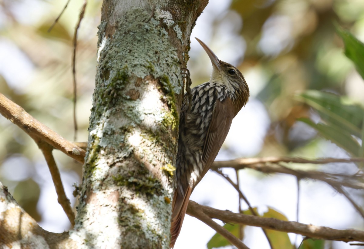 ウロコオニキバシリ（squamatus） - ML644748668