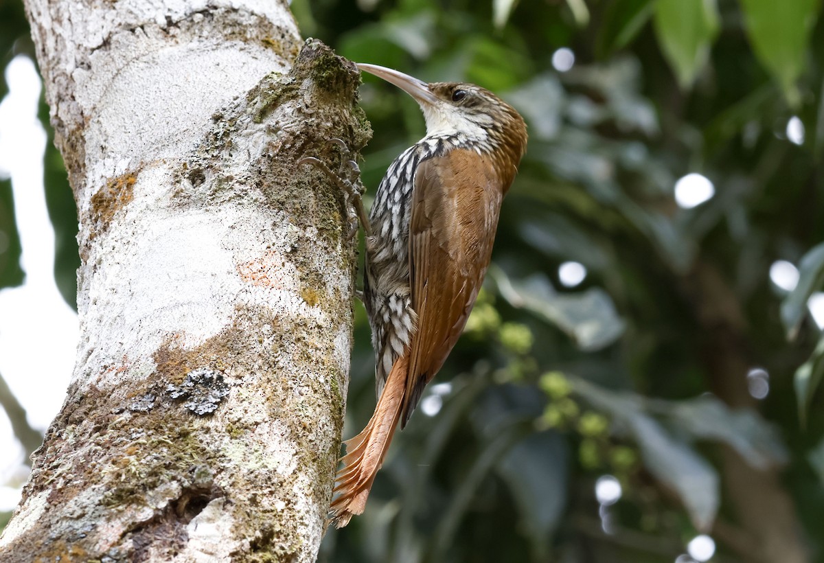 ウロコオニキバシリ（squamatus） - ML644748669