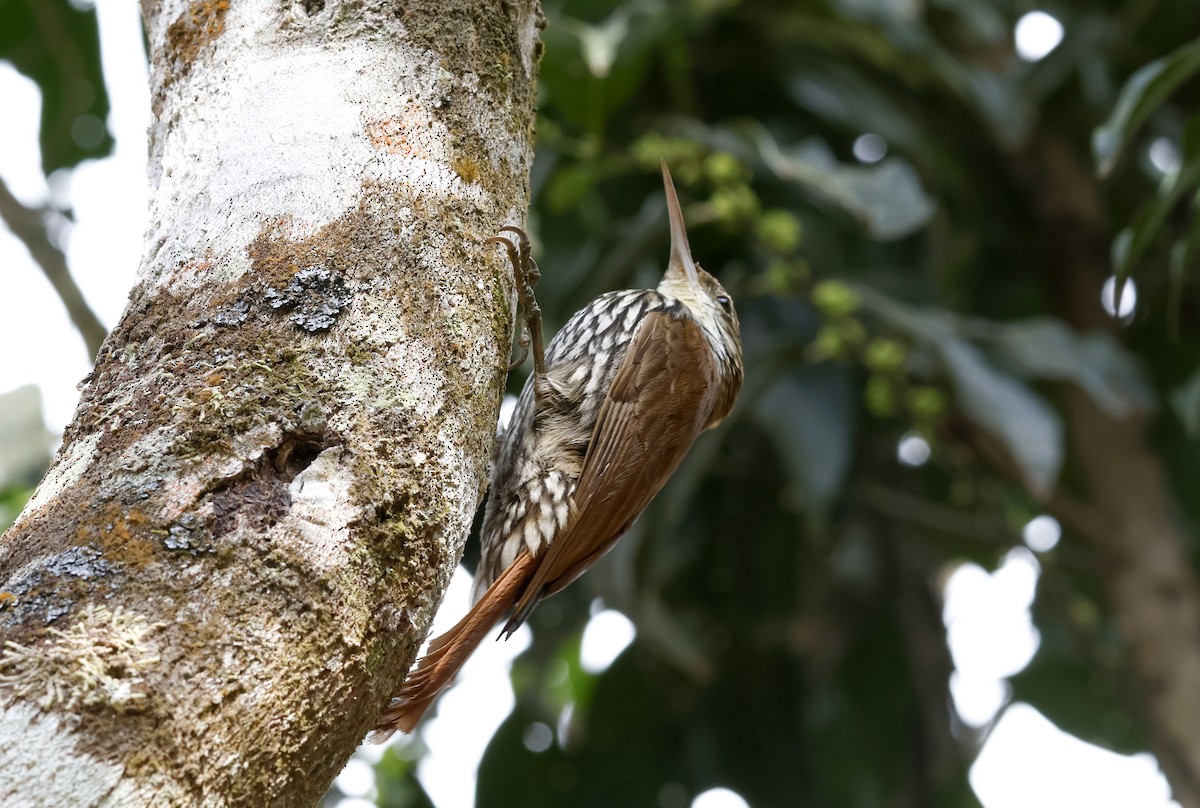 ウロコオニキバシリ（squamatus） - ML644748670