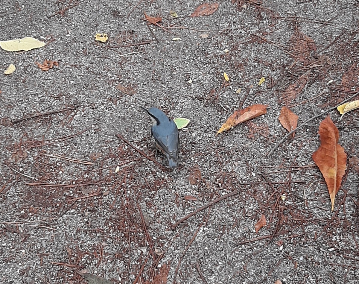 Повзик звичайний - ML644748700